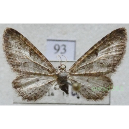 Eupithecia subumbrata (Denis & Schiffermüller, 1775) Czech93